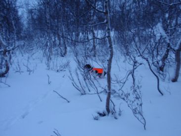 Aron i stand på lette ryper..