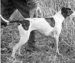 Black Luckys Spirit of St.Louis