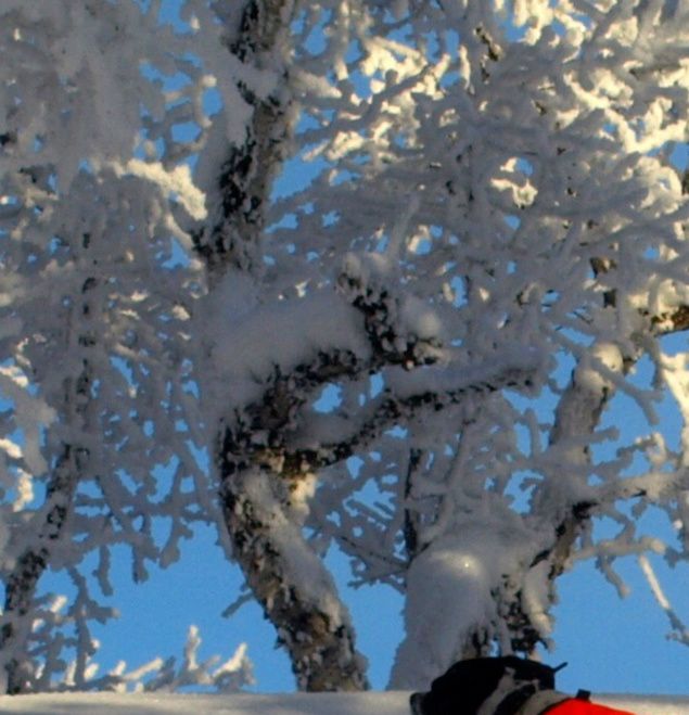 Altevannshelg !
Skikkelig kaldt - 25 på lørdag og -23 på søndag.  Det ble korte turer med hundene.  På bildet er det Tig som takler Altevannsrypene !!