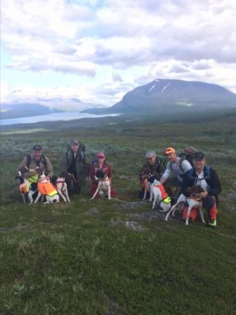 Helga før jakta (2017) arrangerte vi valpetreff på Altevann.  Leina, Cara, Maia og Hugo fra C kullet var kraftig tilstede.  Bildet er ikke av de beste, men med Rokkomborre i bakgrunnen må vi bare ta det med..