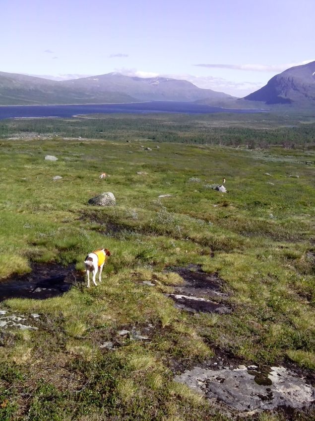 Da nærmer det seg..  Her fra en treningstur for noen år siden i Krokdalen.