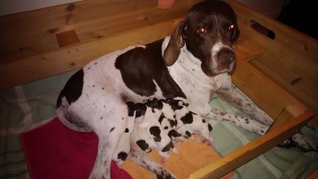 Patrika har fått 7 valper; 4 tisper og 3 haner.  Les mer om kombinasjonen under fanen om D kullet