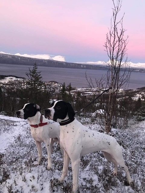 Søskene Rokkomborres Egon og Emrik speider inn mot det nye året og lurer på hva det vil medføre :)  De er nå 9 mnd. og det skulle ikke forbause om noen fra dette kullet kommer til start på prøve allerede i vinter.  Til høsten bør de ihvertfall kunne vise seg fram..


