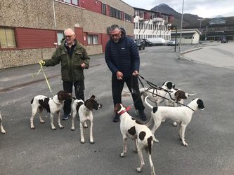 Da Ole Ivar og meg tilfeldigvis møttes på Storslett i høst var faktisk hunder fra alle 5 kullene til stede
